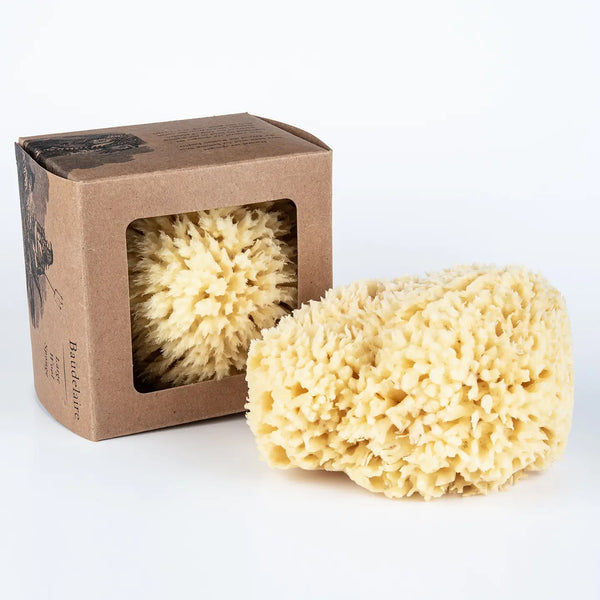 Sea Sponge Gift Box